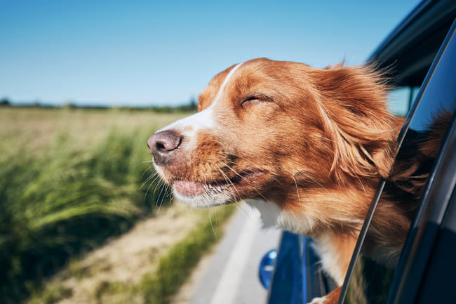 Cães gostam de viajar com a cabeça do lado exterior da janela