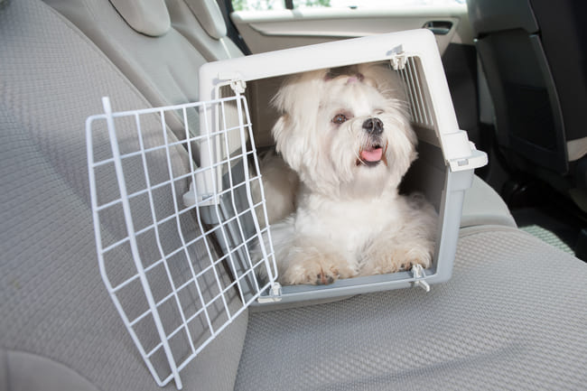 Koiran kuljetustarvikkeet: kantokassi, koiran kuljetuslaatikko