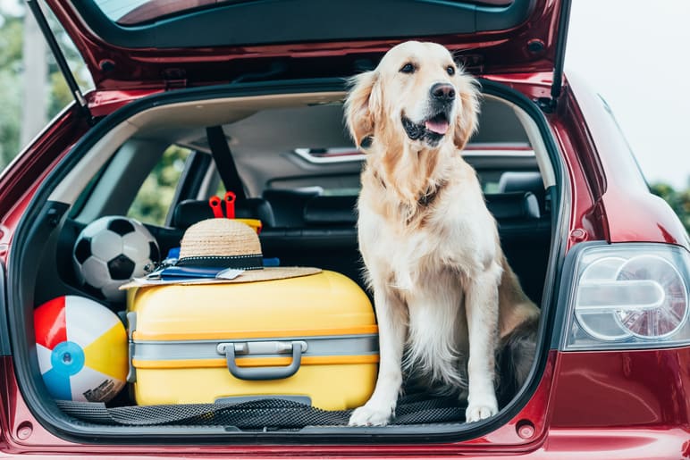 Come trasportare cani in auto