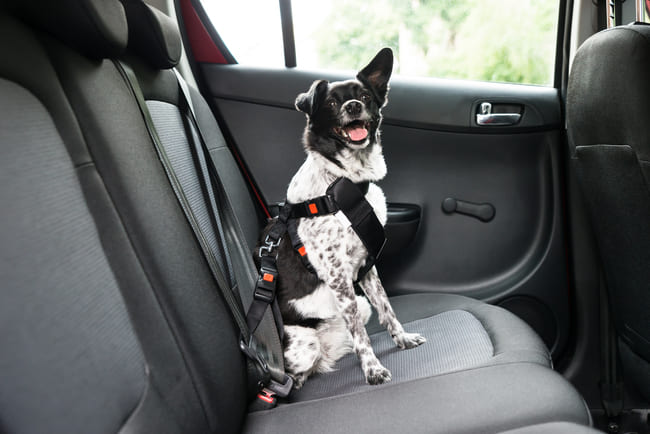 Seat belts by a car dog harness
