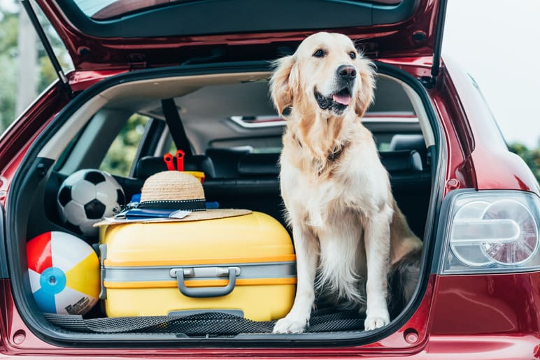 Travelling with a dog in the car: The law, safety tips, and best products