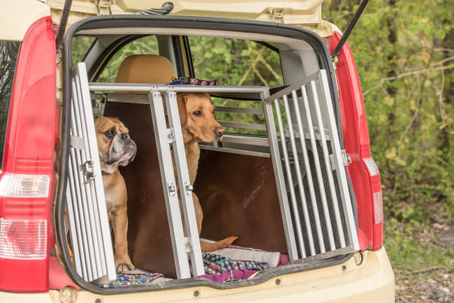 Travelling with more than one dog in the car