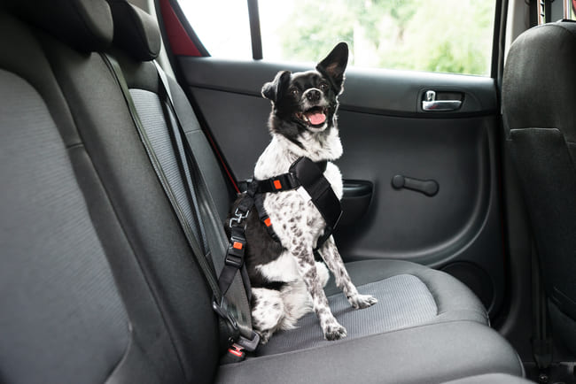 Hunde im Auto transportieren: Was ist erlaubt